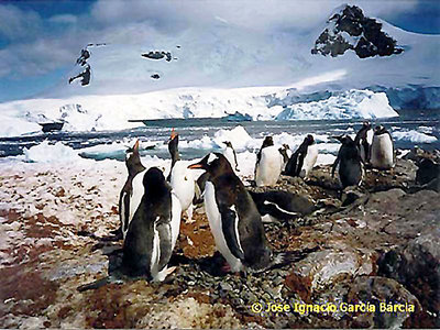 Amazing Antartica 2