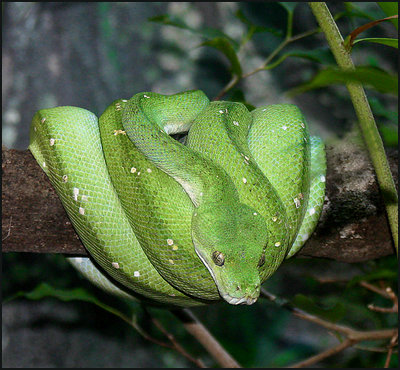 Green Tree Python.