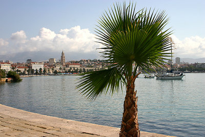 Split Palm Tree