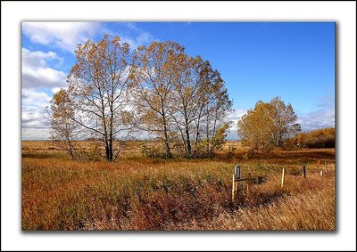 Prairie Autumn Colour