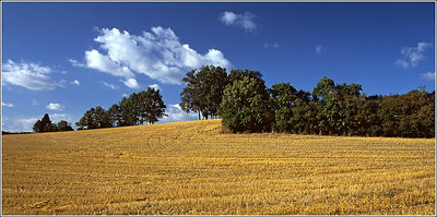 Harvested