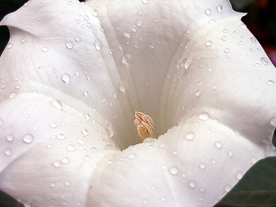 Water Droplets on Datura Blossom