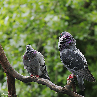 Pigeon Pick-Up