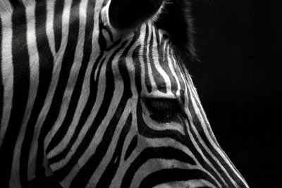 zebra in BW