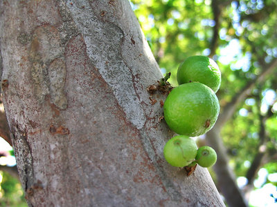 Green Jabuticaba