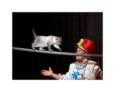 Moscow Cat Theatre: Tight Rope Walk