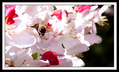 Bee - Caught from Behind