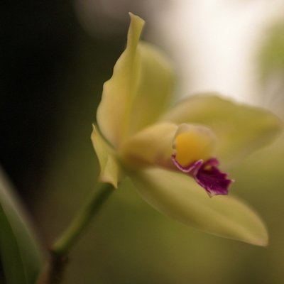 Orchid variation no 5