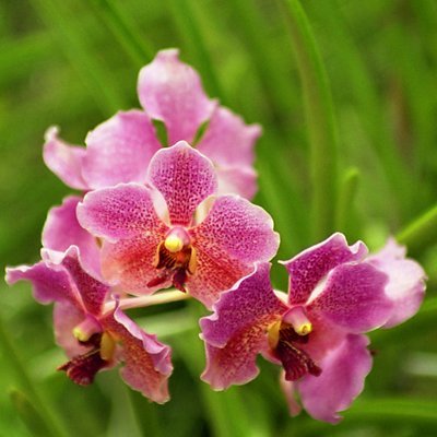 Orchid variation no 6