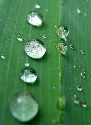 Water Pearls