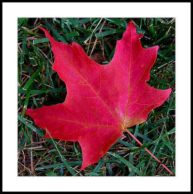 maple leaf number 1