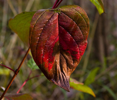 Natural spectrum