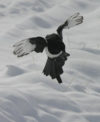 Magpie Landing