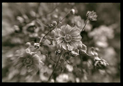 lensbaby b/w flowers