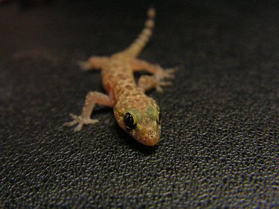 Gecko