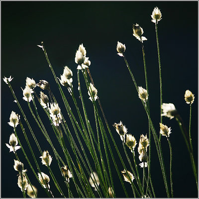 Light silhouettes towards dark bakground