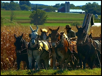 Amish Country XIX