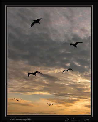 Six soaring seagulls
