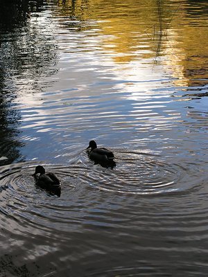 Ducks in Stockholm