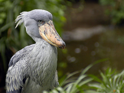 Shoebill