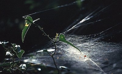 Ragnatela mangia piante