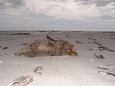 Victim of Red Tide