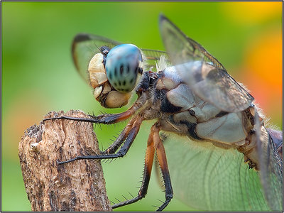 Great Blue Skimmer