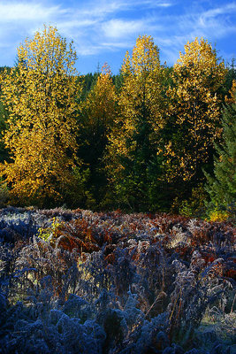 Frosty Morning