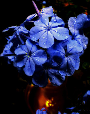 Plumbago II