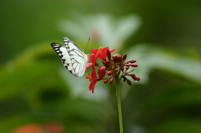 White Butterfly and red Flower