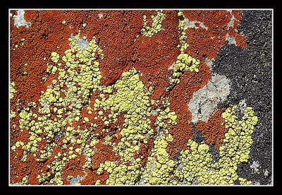 Tricolor Lichen