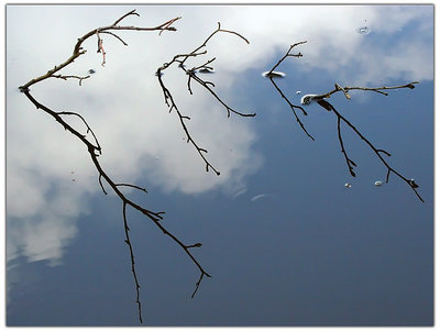 Branch in the sky - Un ramo nel cielo