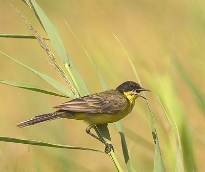  a Singer Bird