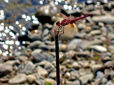 Dragon Fly