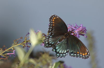 Red-spotted Purple