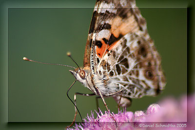 Feeding