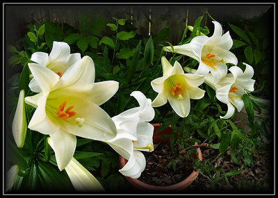 Easter Lilies in May