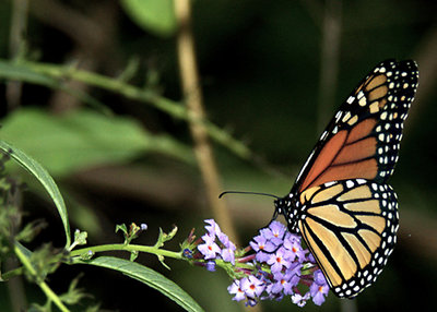 A Pretty Female Monarch on a Butterfly Bush