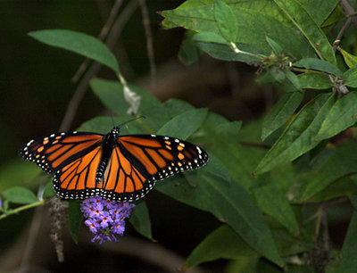 Green & Orange & Black & Purple