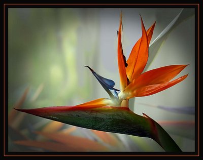 Bird of Paradise