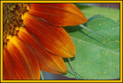 Rustic Colors