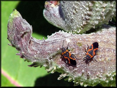 Mr. & Mrs. Bug