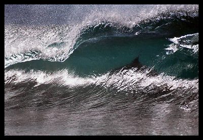 Elusive Dolphin