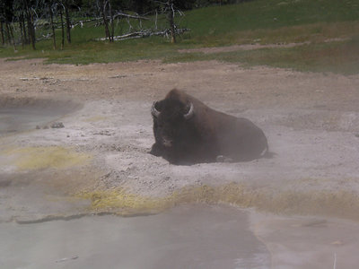 Bison at Rest