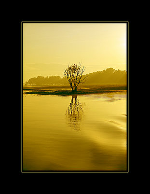 A solitary tree