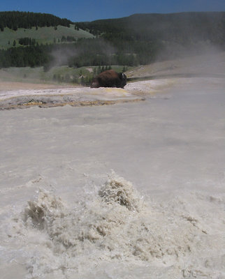 Bison at Churning Caldron