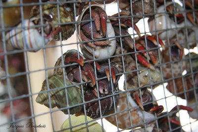 hermit crab's jail