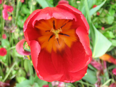 Tulip