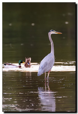 Great Blue Heron ][