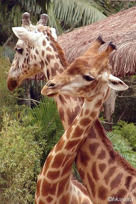 Giraffes In Love